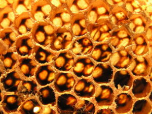 Méhpempő