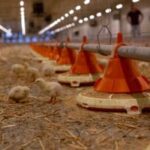 baromfi itató rendszerek